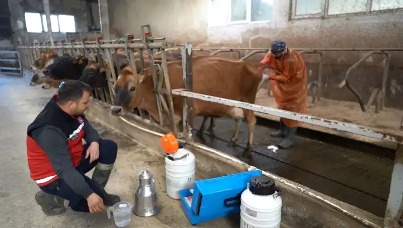 Türkiye'de İlk Kez Jersey Sperması ile Hayvancılıkta Devrim