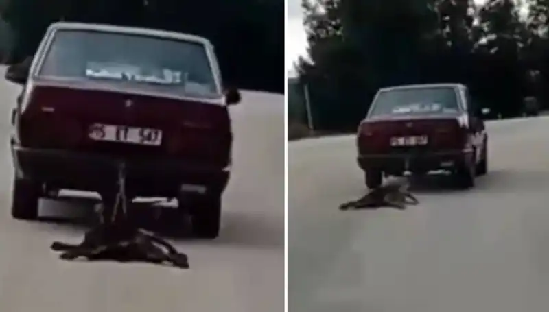 Otomobilin Arka Tarafında Köpeği Sürükleyen Şok Edici Anlar